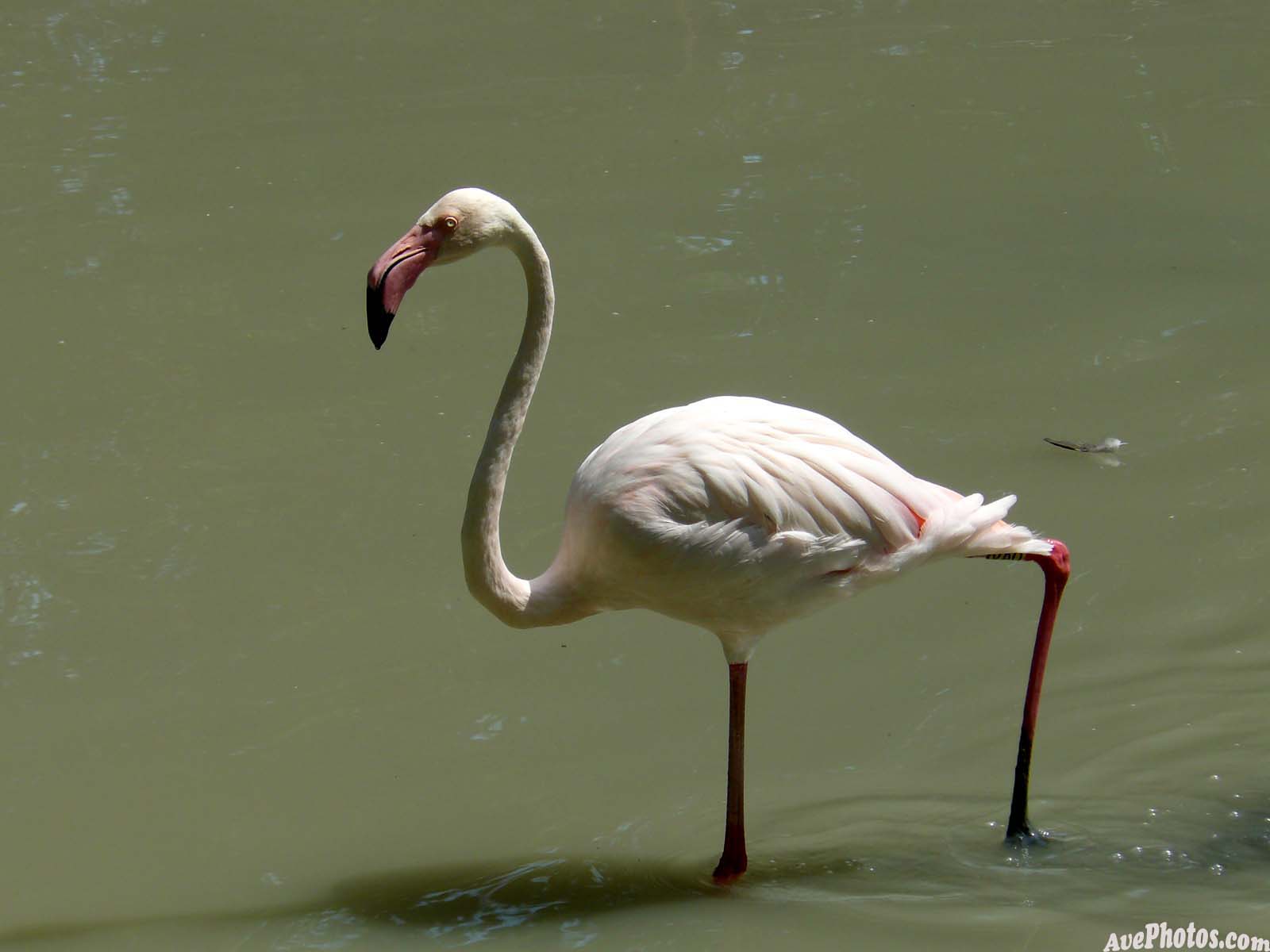 Flamingo-photo-2