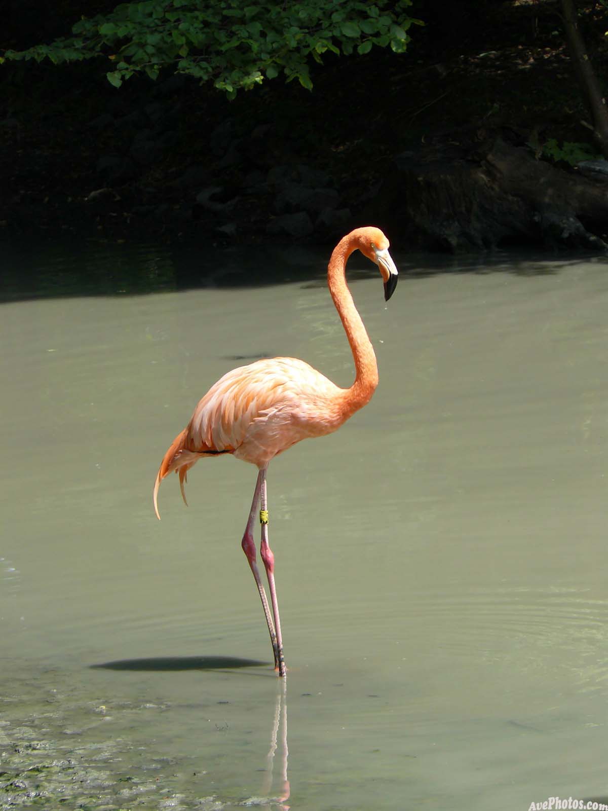 Flamingo-photo