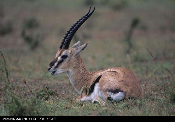 Gazelle