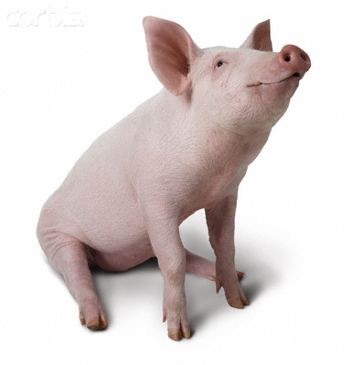 Pig