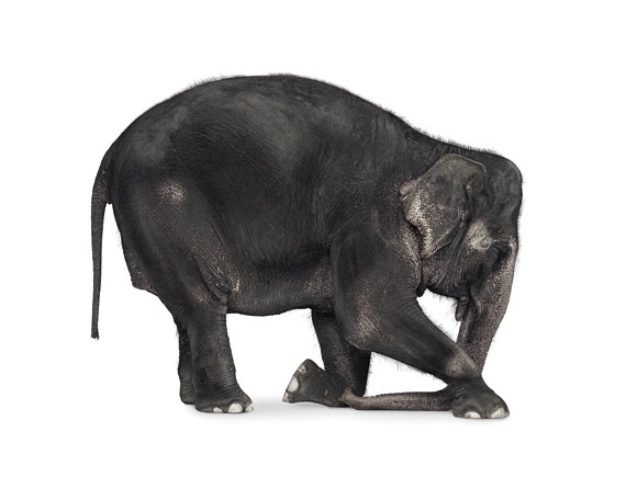 elephant_kneeling_f