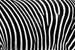 3562296-black-and-white-texture-of-zebra-skin