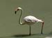 Flamingo-photo-2