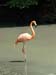 Flamingo-photo