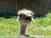 Ostrich-photo