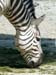 Zebra-photo