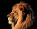 wallpapers-animals-lion-1280